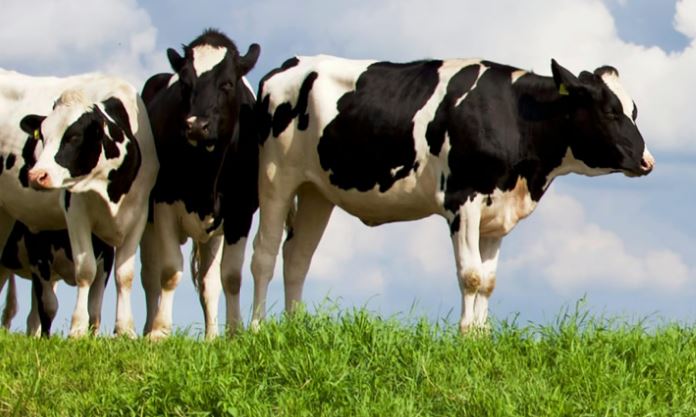 Veetransporteurs zetten de standaard voor veilig en diervriendelijk veetransport