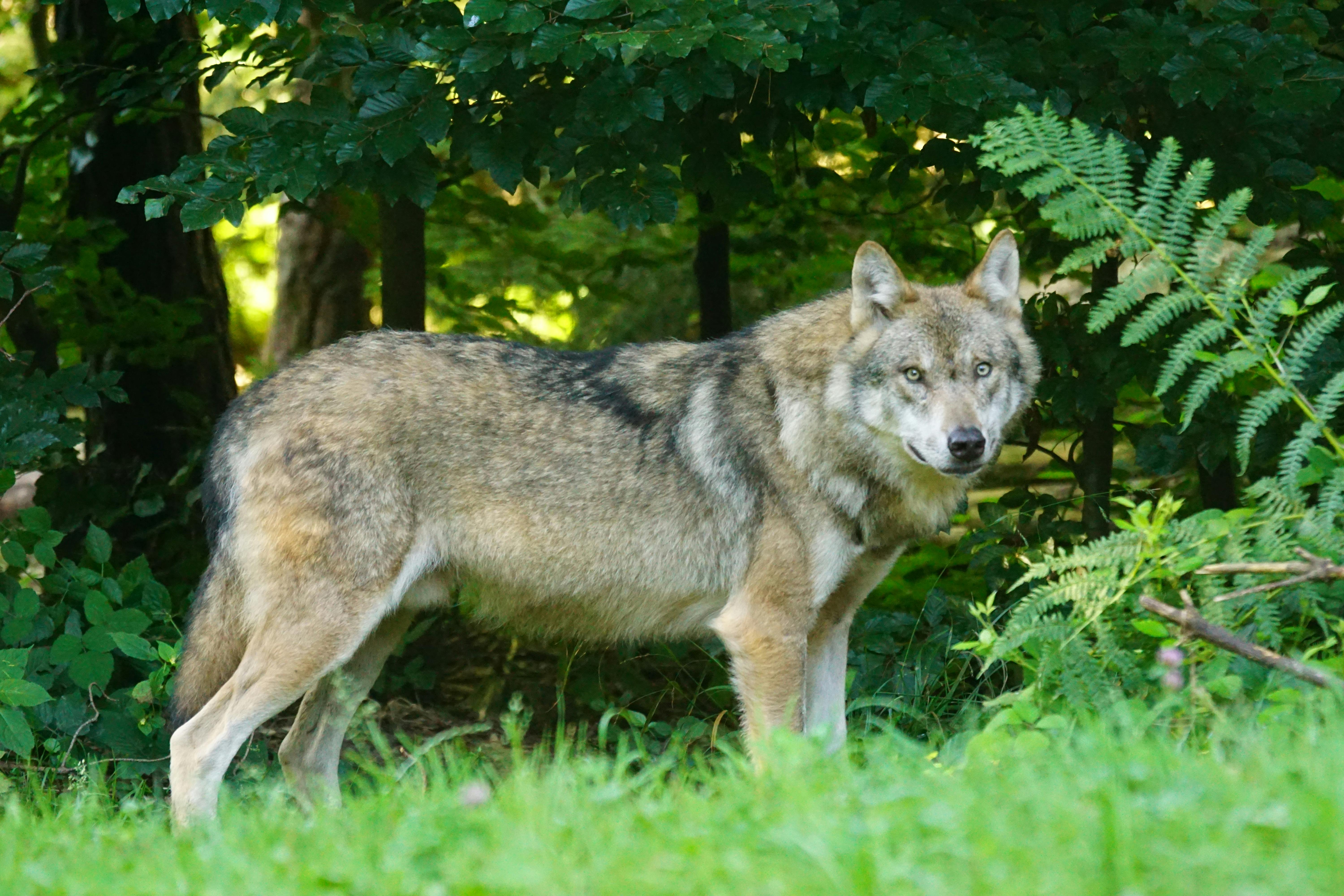 Rewilding: gevaar voor veehouderij