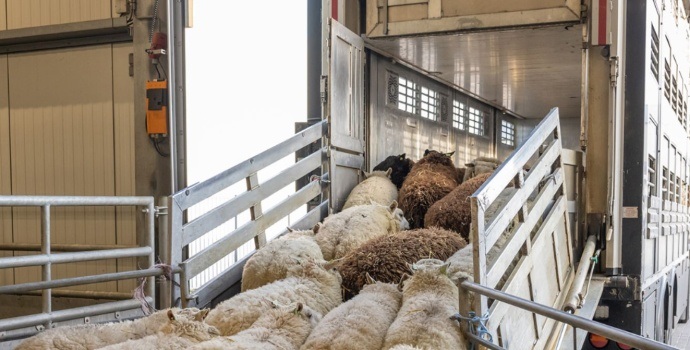 Nieuw type blauwtong serotype 12 ontdekt