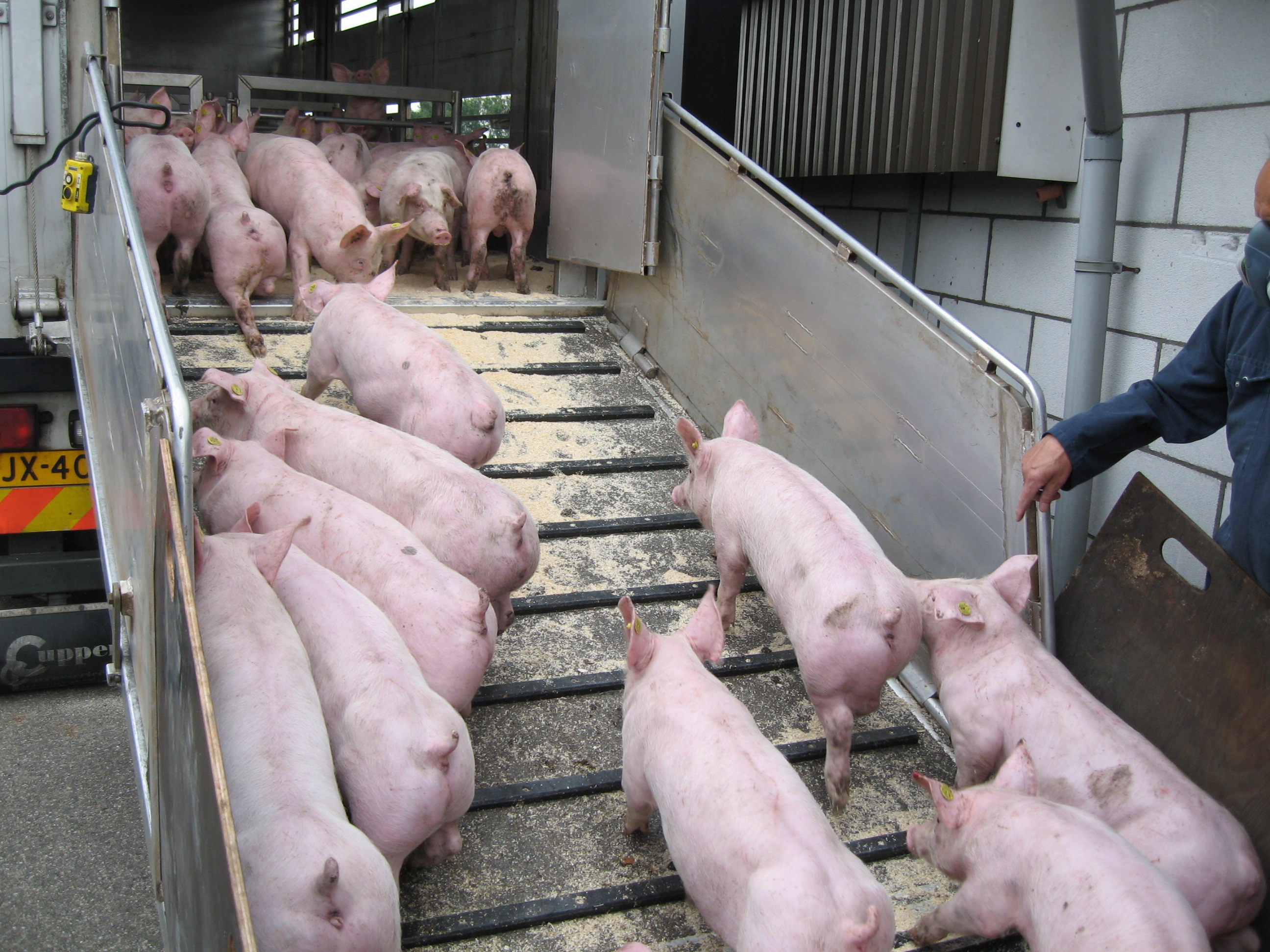 Illegale beelden gebruik drijfmiddelen varkens