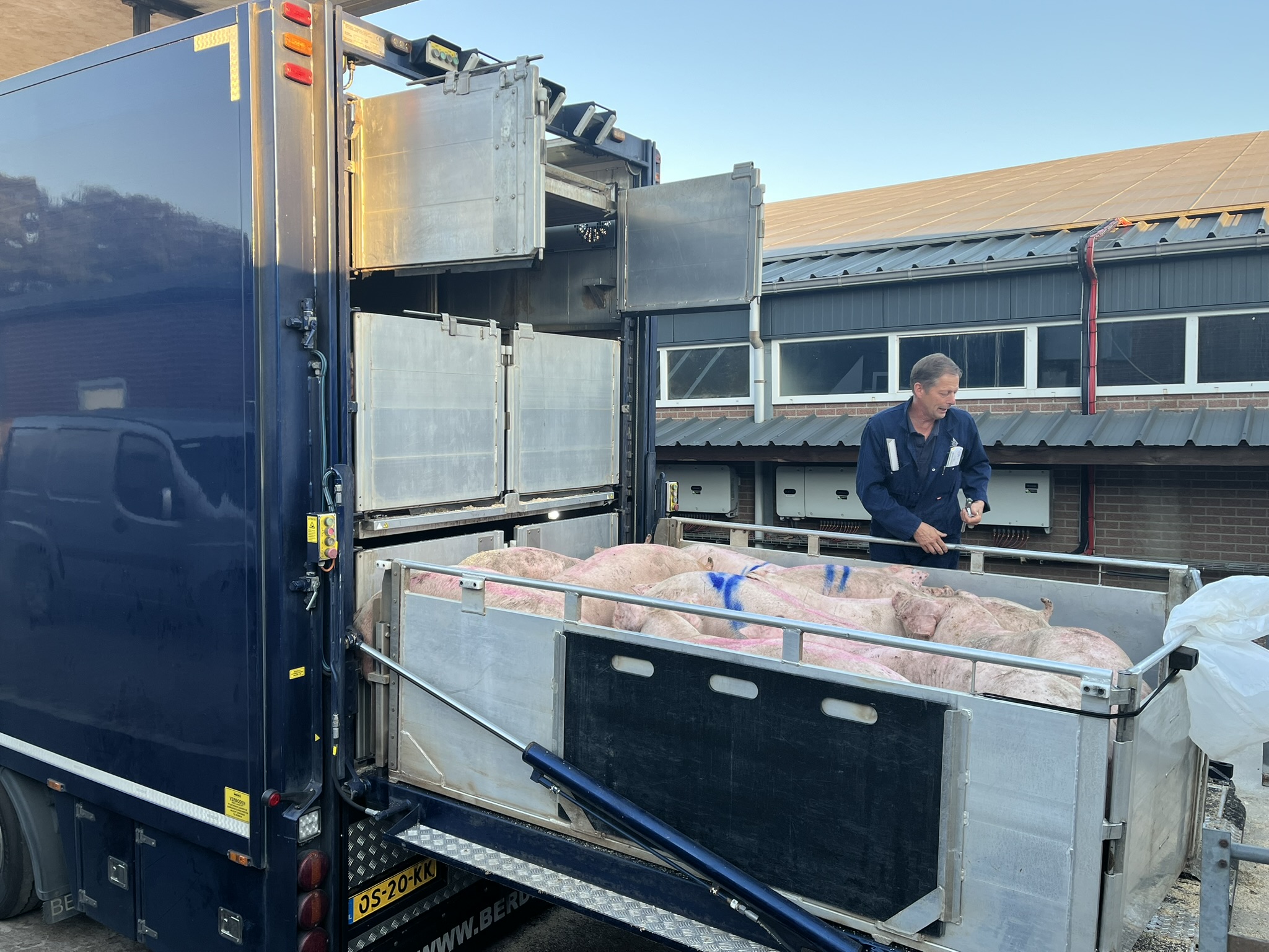 Geen hittestress bij veetransport