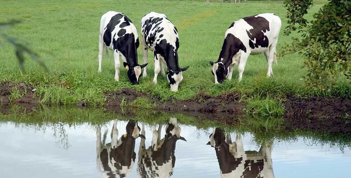 VLN steunt alternatief stikstofplan Landbouw Alliantie